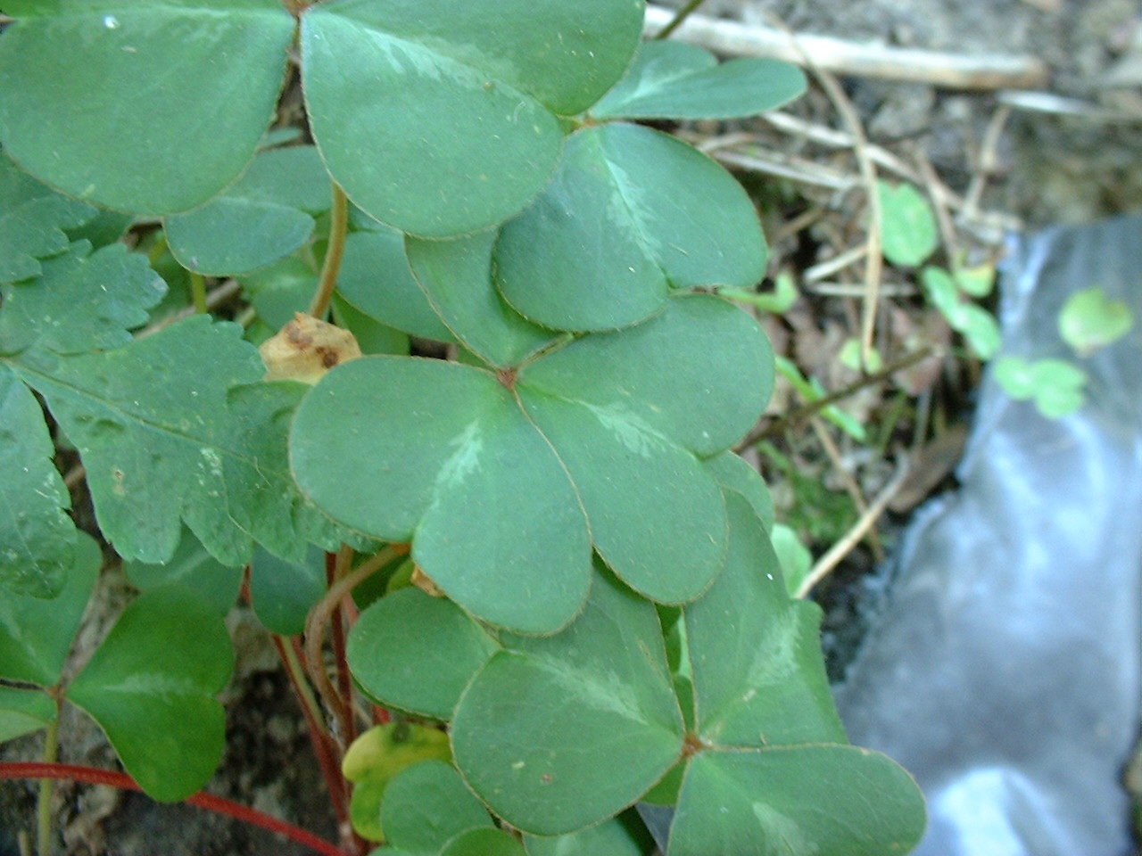 Oxalis oregana